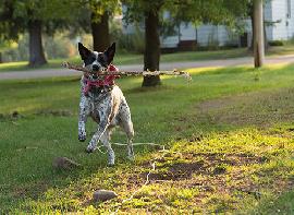 Sit Means Sit Dog Trainin..