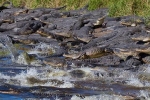 Alligators, Stephen Giguere, dozens of alligators gathered at a giant sinkhole, Alligator