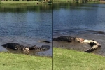 Alligators in North Carolina, Golf Course, alligators battle on north carolina golf course, Alligator