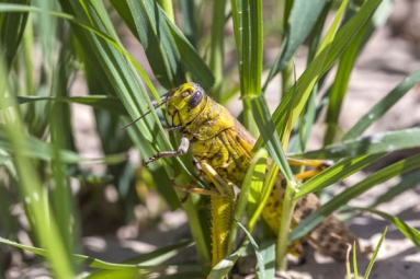 Rajasthan And Madhya Pradesh People Are Driving Away Locust Swarms