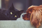 cat meat in United States, dog meat in United States, u s house of representatives ban slaughter of dogs cats, Dog meat