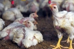 Bird Flu Outbreaks in India