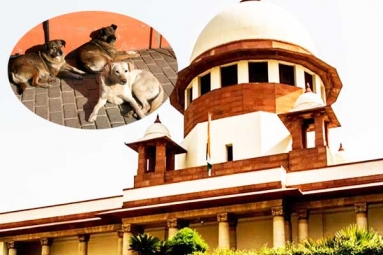 Chief Justice on Supreme Court Order on Stray Dogs