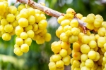 Amla rich in, Amla health, ten health benefits of consuming amla, Galli