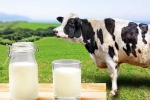 Cow Milk Protein good for health, Cow Milk Protein latest, can cow milk protein lead to type 1 diabetes, Breastfeeding