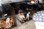 Dog Meat South Korea breaking updates, Dog Meat consumption, consuming dog meat is a right of consumer choice, Dogs