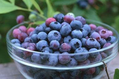 Eat blueberries to enhance memory, vision!