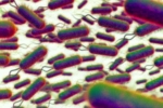 E.coli Outbreak impact, E.coli Outbreak breaking, all about e coli outbreak in the united kingdom, Boots