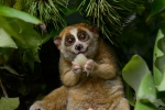 endandgered species, Red list, cute but deadly the critically endangered slow lorises, Teeth