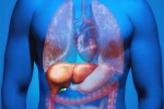 Fatty Liver in Youngsters advise, Fatty Liver in Youngsters for health, why is fatty liver affecting youngsters, Lifestyle