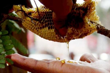 Anand to Become home for First Ever Honey Laboratory