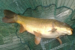 Michigan lakes, St. Clair River, michigan fishers warned about fish virus, Wonder woman