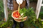 Fruits and Veggies, Fruits and Veggies, fruits and veggies that are easy to grow at home, Mango