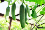 Cucumber for health, Cucumber latest breaking, hack to grow cucumber is going viral for all the right reasons, Plastic