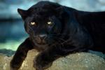 Florida river, Panther, human applaud female panther crosses florida river, Endangered species Florida river, Panther, human applaud female panther crosses florida river, Endangered species