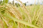 Indian Basmati Rice, GI Tag, ipab to allot gi tag to indian basmati rice, Apeda