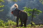 Rich Block, santa barbara, beloved 47 year old indian elephant dies in california zoo, Indian elephant Rich Block, santa barbara, beloved 47 year old indian elephant dies in california zoo, Indian elephant