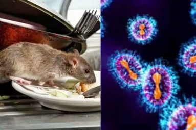 Is Hantavirus Mutating to Become More Contagious?