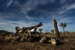 Joshua National Park, joshua tree national park camping, joshua tree national park may take 300 years to recover from shutdown, Government shutdown