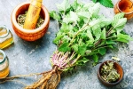 Lemon Balm medicine, Lemon Balm recipes, all about lemon balm and its health benefits, Natural remedies
