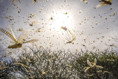 Locusts In Indian States-Life Threatening Swarm Entered