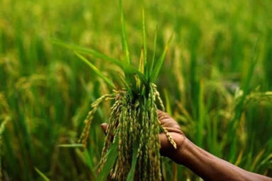Indian Cabinet approves the hike in MSP for Kharif crops