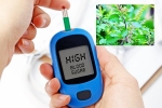 Blood Sugar Levels doctors, Blood Sugar Levels tips, how to maintain blood sugar level to boost immunity, Gathers Blood Sugar Levels doctors, Blood Sugar Levels tips, how to maintain blood sugar level to boost immunity, Gathers