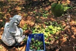 Nipah Effect, Nipah, nipah effect mango growers in karnataka faces tough time in export, Apeda
