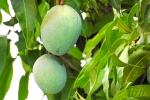 guava leaves for diabetes, mango leaves wikipedia, mango leaves seeds helps in reducing blood sugar and diabetes here s how, Dulat