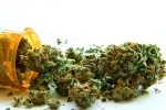 Marijuana legalized in Florida, Medical marijuana legal in Florida, medical marijuana available in florida, Multiple sclerosis