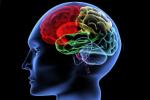Iowa State University, protein essential for building memories, brain use it or lose it, Brain activity
