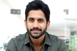 Naga Chaitanya films, Naga Chaitanya, naga chaitanya coming up with a strong lineup of films, Chinni