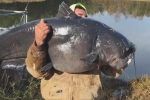 massive fish, massive fish, north carolina man reels in massive 112 pound catfish, Cape fear river