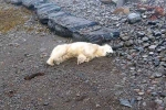 Polar Bear In Iceland latest breaking, Polar Bear In Iceland latest, polar bear appears in iceland for the first time in 8 years, Iceland