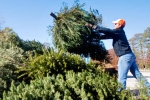 Christmas trees, Christmas trees, north carolina communities offer christmas tree recycling, Christmas trees