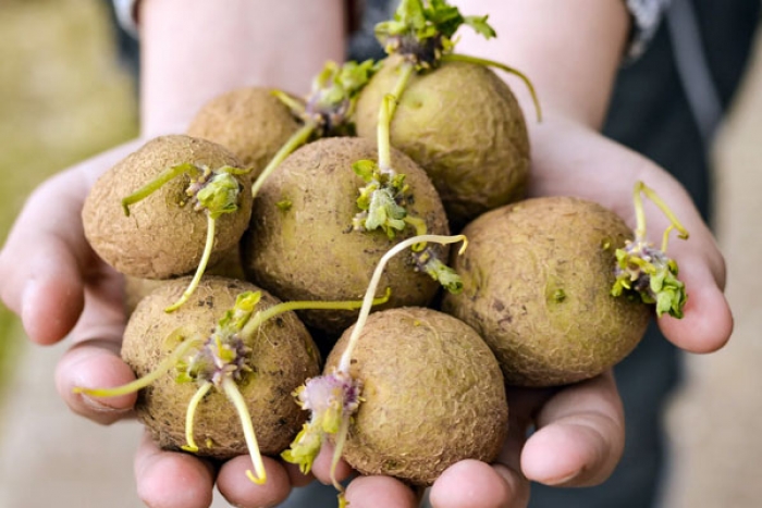 What Happens when you Eat Sprouted Potatoes?