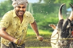 Priyanka Arul Mohan, Sreekaram budget, sharwanand s sreekaram trailer released, Sreekaram