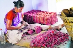 Banned Firecrackers, Diwali, states ban firecrackers for diwali will sivakasi stay hungry, Ban on firecrackers