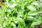 Stevia latest breaking, Stevia, is consuming stevia bad for blood sugar levels, Fit