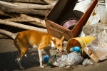 Stray Dogs news, Stray Dogs order, key challenges after supreme court s order on stray dogs, Stray dogs order