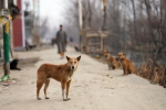 Stray Dogs Order, Supreme Court on Stray Dogs Order, supreme court s big stray dogs order challenged, Delhi government