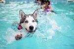 Swimming Dog Fitness good or bad, Dog Fitness swimming, how can swimming boost your dog s fitness, Swimming