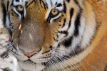 nadia, novel coronavirus, bronx zoo tiger nadia the first animal tested positive for covid 19, Cats