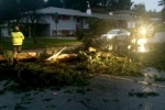 Maryland Top Story, Killings, toddler killed when tree fell on him accidentally, Maryland top story