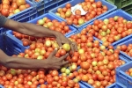 Tomato prices updates, Tomato prices down, tomato prices comes down finally, Karthikeya 2