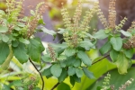 tulsi for hair fall, tulsi for skin benefits, tulsi for skin how this indian herb helps in making your skin acne free glowing, Toner tulsi for hair fall, tulsi for skin benefits, tulsi for skin how this indian herb helps in making your skin acne free glowing, Toner