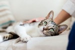 pet cats, United states, two pet cats in new york test positive for covid 19, Cats