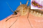 West Nile Virus cause, USA, russia warns of west nile virus, Mosquito bite