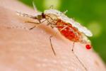 Zika Virus in UK, symptoms of Zika Virus, zika virus cases found in uk, French guiana