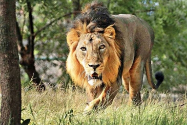 Jamnagar in Gujarat preparing to have the &ldquo;largest zoo in the world&rdquo;